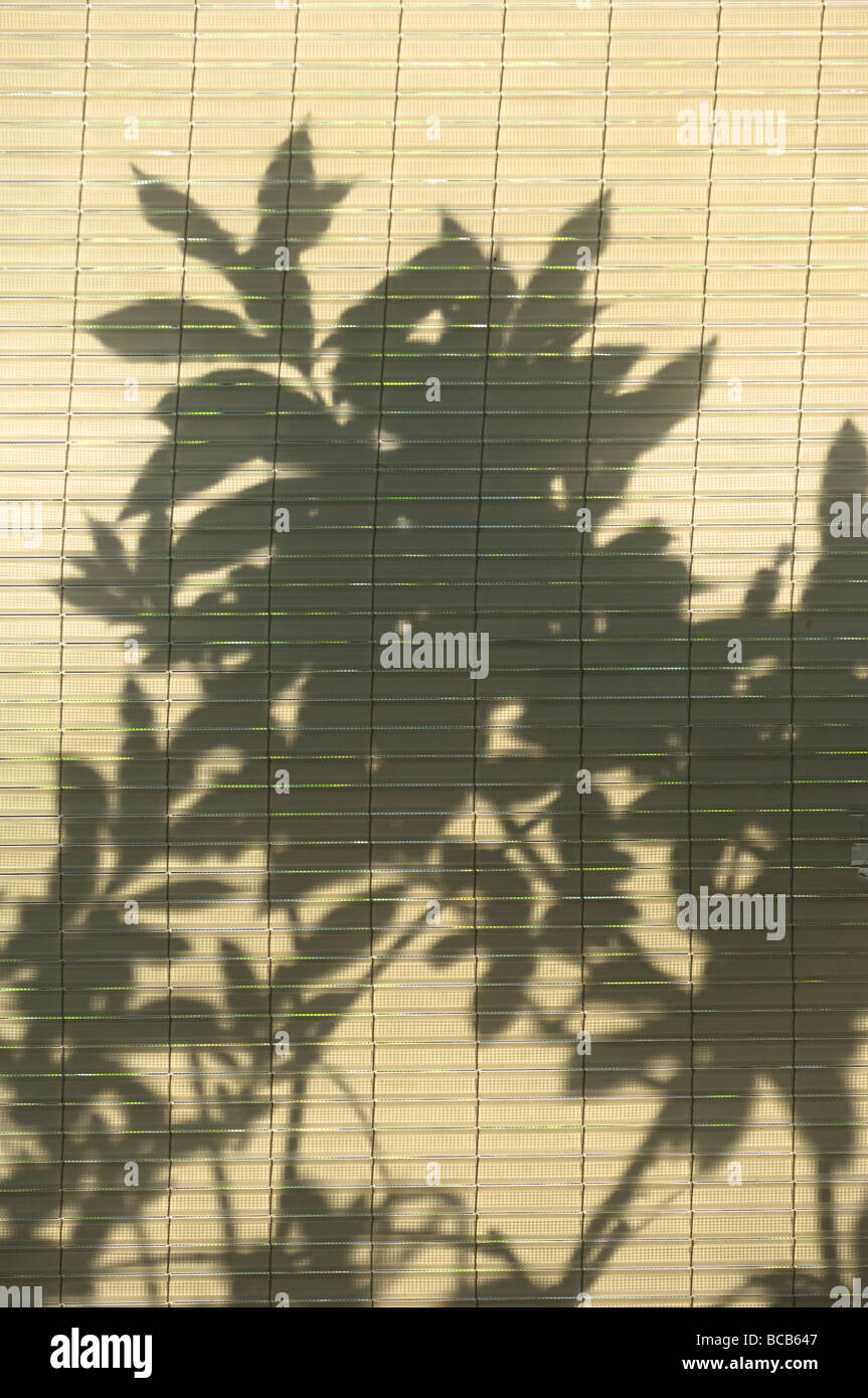 Silhouette Pflanze Jalousien Schatten Hintergrund Textur hoch wichtigen Schatten Sonnenschein Vegetation Hintergrund natürlicher Stockfoto