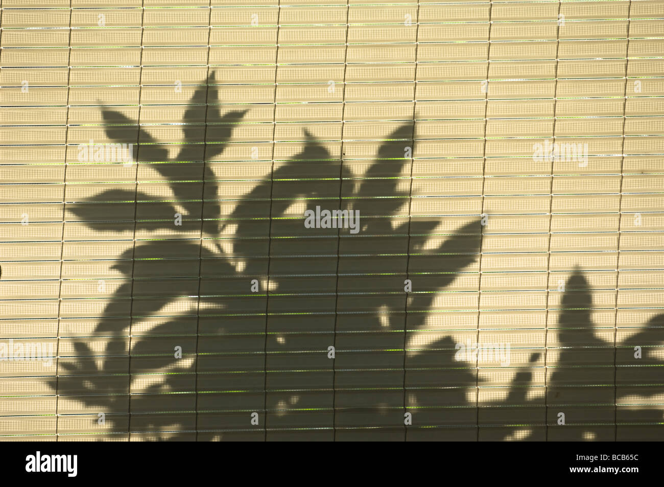 Silhouette Pflanze Jalousien Schatten Hintergrund Textur hoch wichtigen Schatten Sonnenschein Vegetation Hintergrund natürlicher Stockfoto