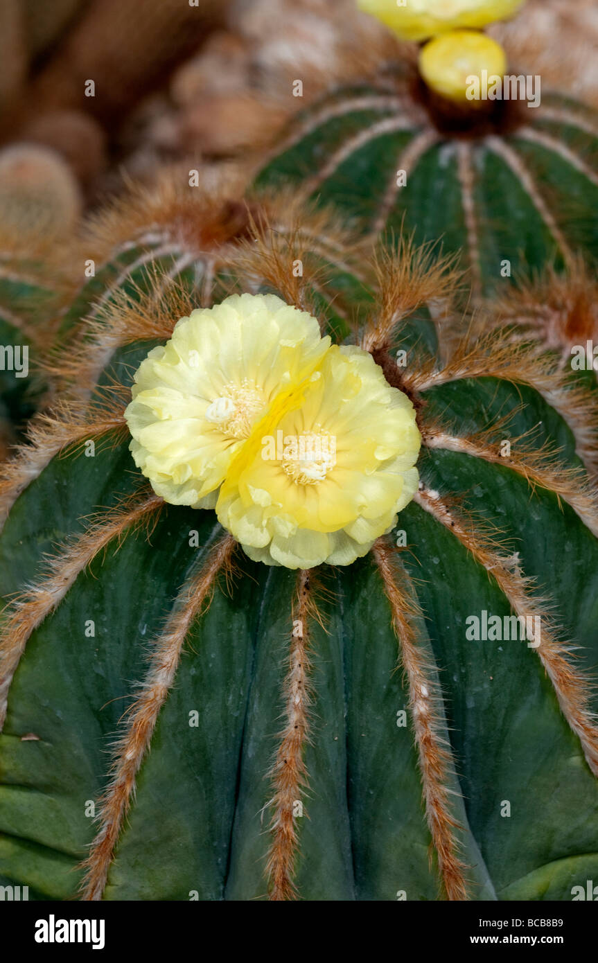 Gelbe kaktusblte -Fotos und -Bildmaterial in hoher Auflsung  Alamy