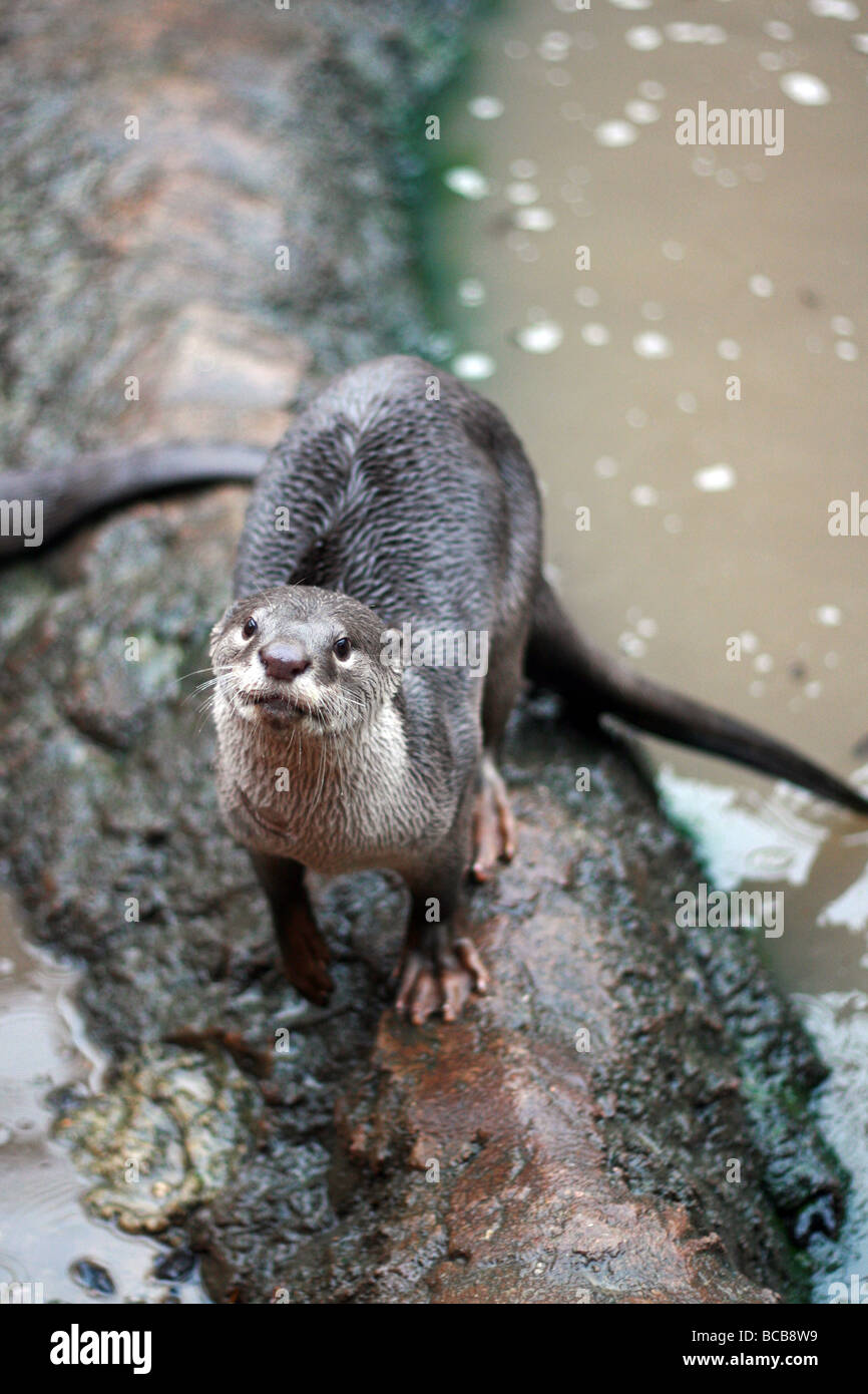 Glatt beschichtet Otter Lutrogale Perspicillata an der seltenen Rassen Conservation Centre Sandwich genommen Stockfoto
