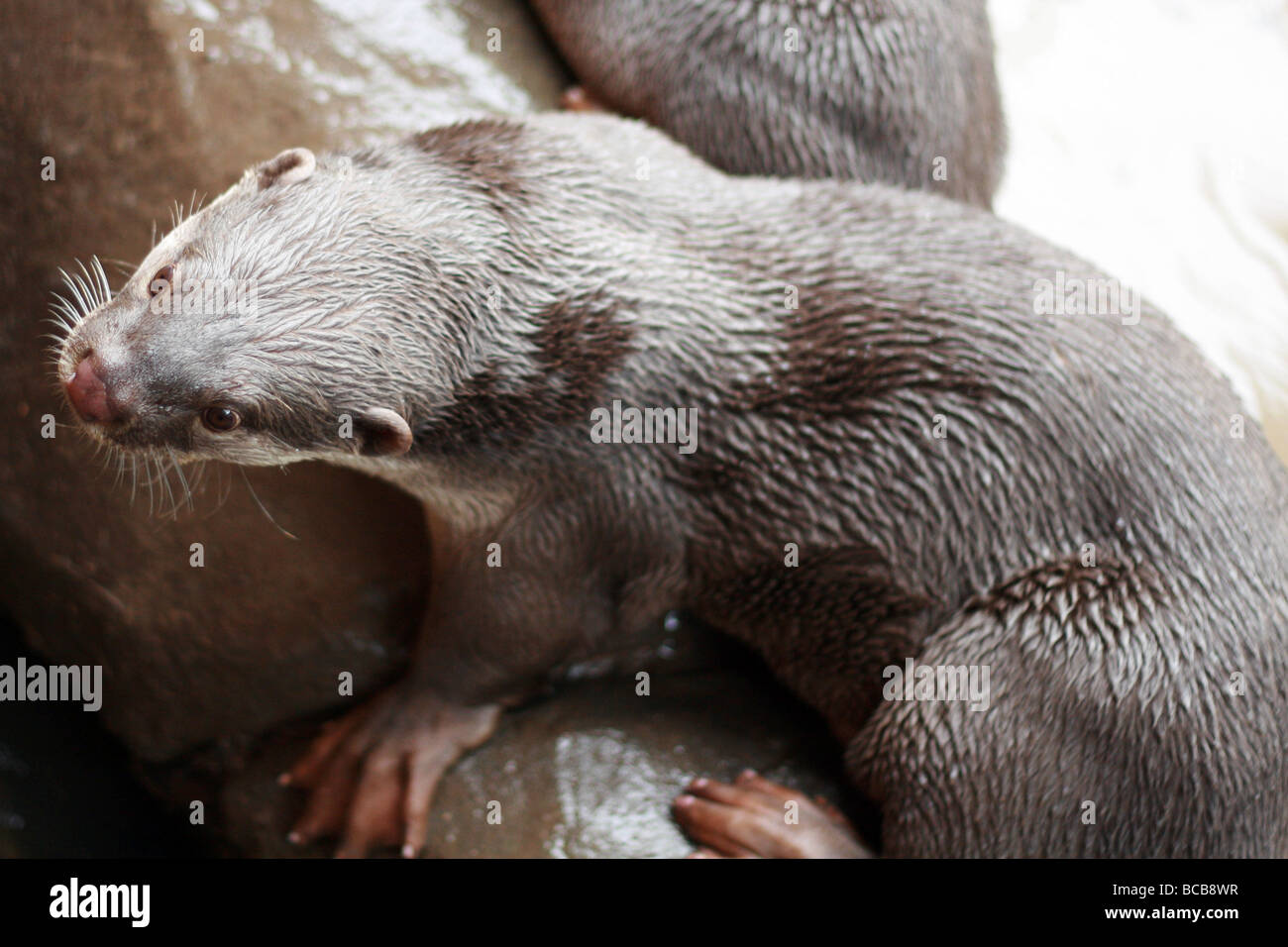 Glatt beschichtet Otter Lutrogale Perspicillata an der seltenen Rassen Conservation Centre Sandwich genommen Stockfoto