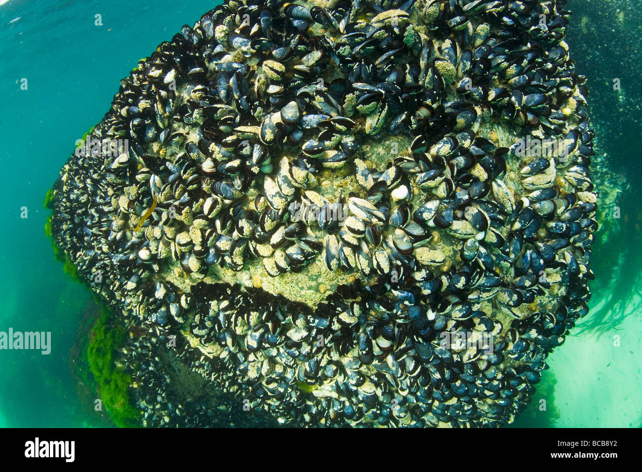 Miesmuscheln Mytilus Edulis essbare marine zweischaligen Weichtieren Mytilidae unter Wasser auf Felsen Porthmeor beach Cornwall UK GB Stockfoto