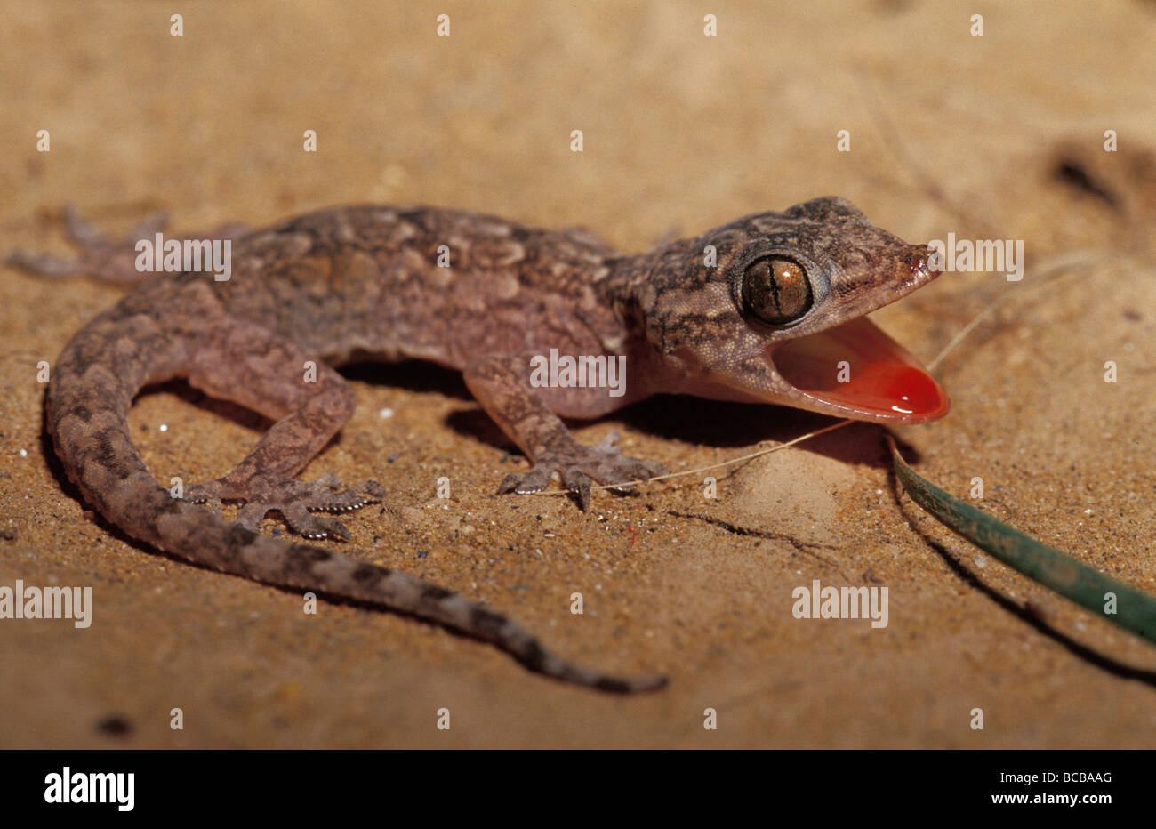 Ein Gecko spülen den Mund rot um Feinde abzuschrecken. Stockfoto
