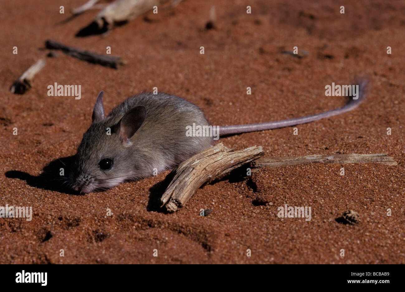 Eine schüchterne nächtliche Spinifex Hopping Maus ruht auf einer roten Sanddüne. Stockfoto