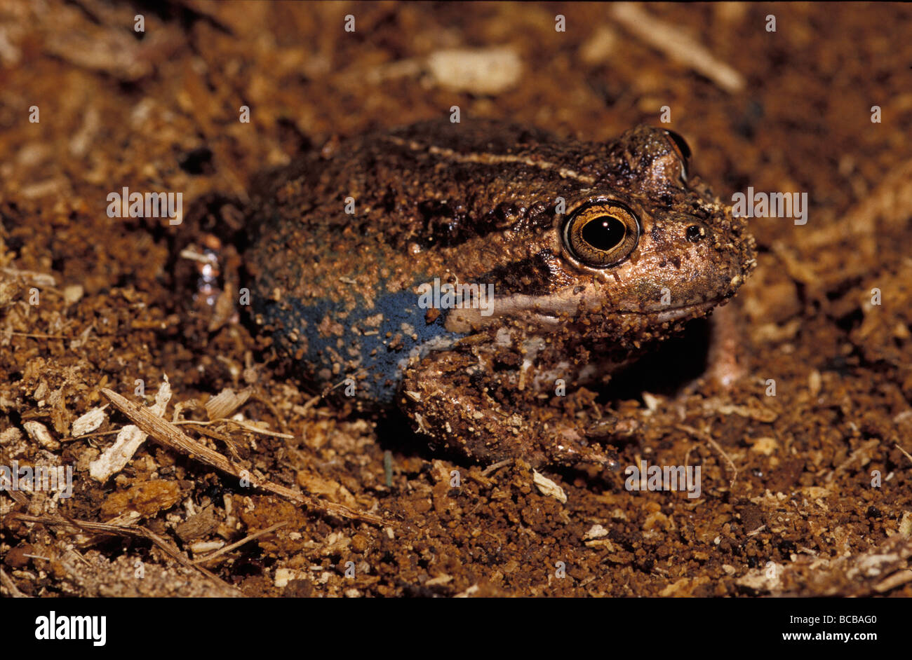 Eine östliche Banjo-Frosch, vier-Bob Frog, Limnodynastes Dumerilii, Graben Stockfoto