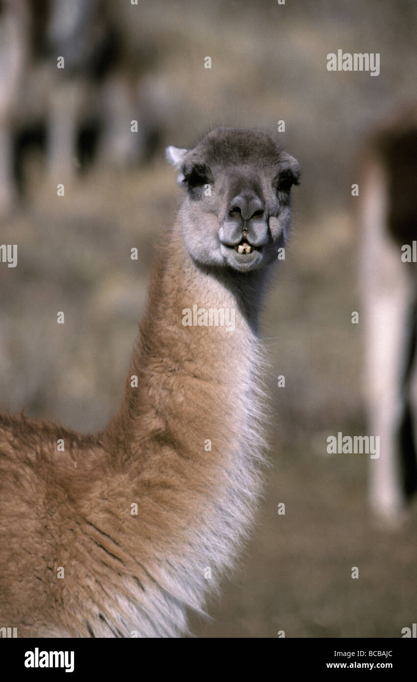 Porträt einer Guanako, ein Kameliden kauen alpinen Gräsern. Stockfoto