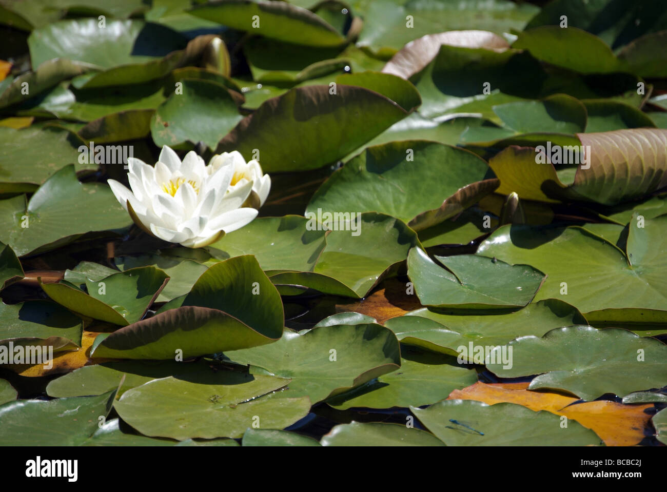 White Lotus Blume Stockfoto