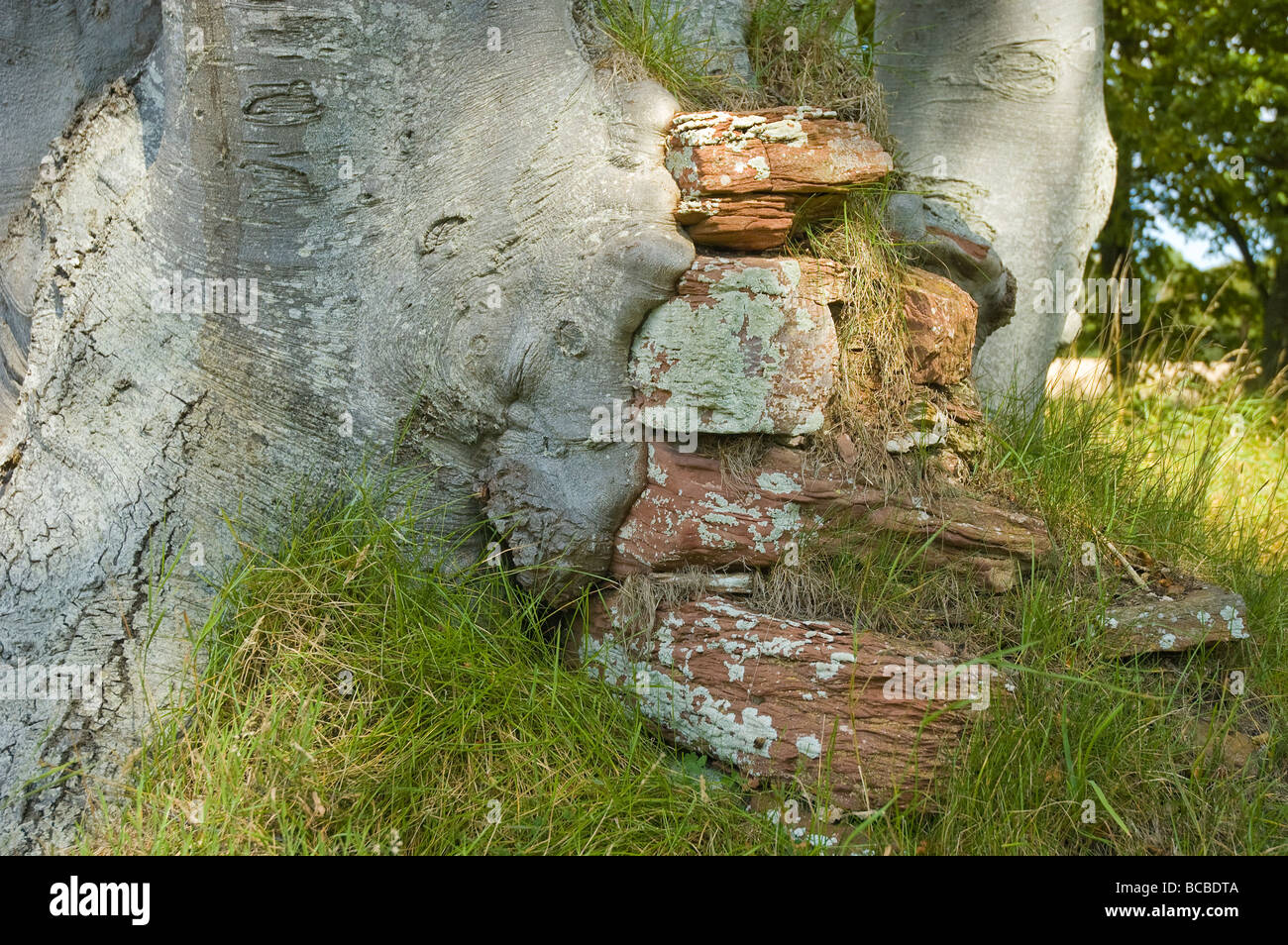 Einen alten Baumstamm rund um eine alte Mauer wachsen Stockfoto