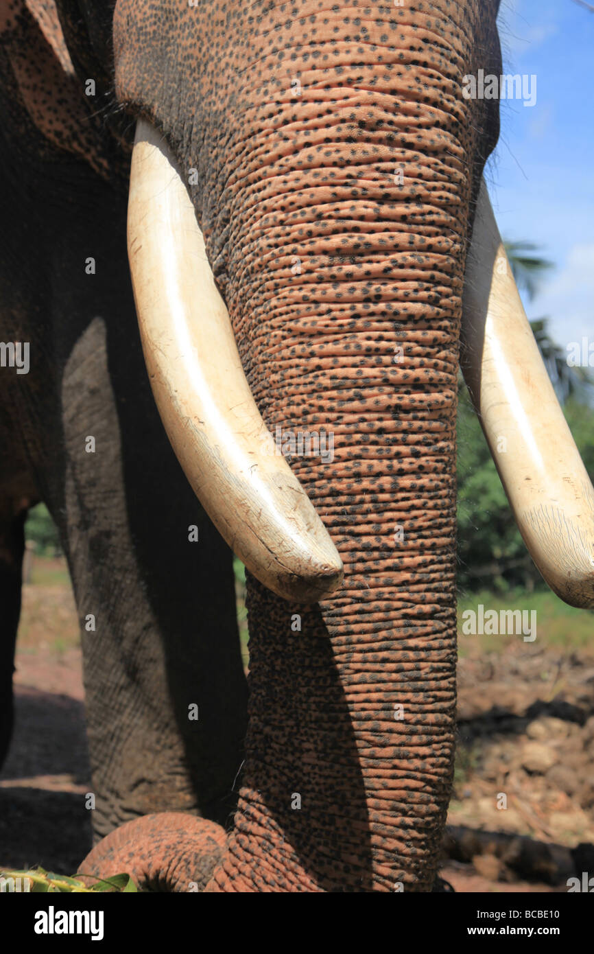 Indische Elefanten in Gefangenschaft in Kerala Stockfoto