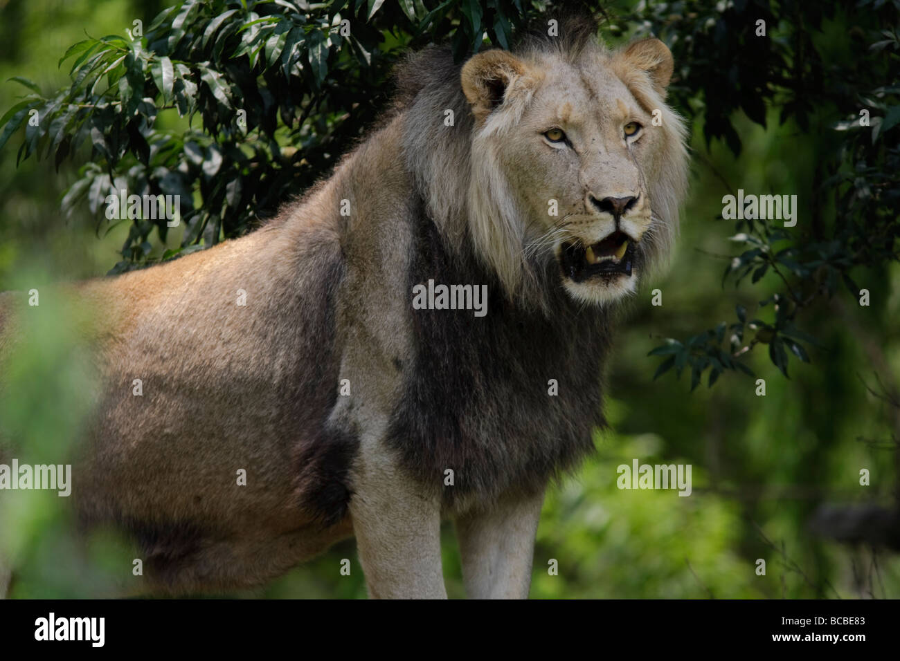 Porträt afrikanischer Löwe (Panthera leo), der auf einem alten Baumstamm im Kruger-Nationalpark Südafrika steht Stockfoto