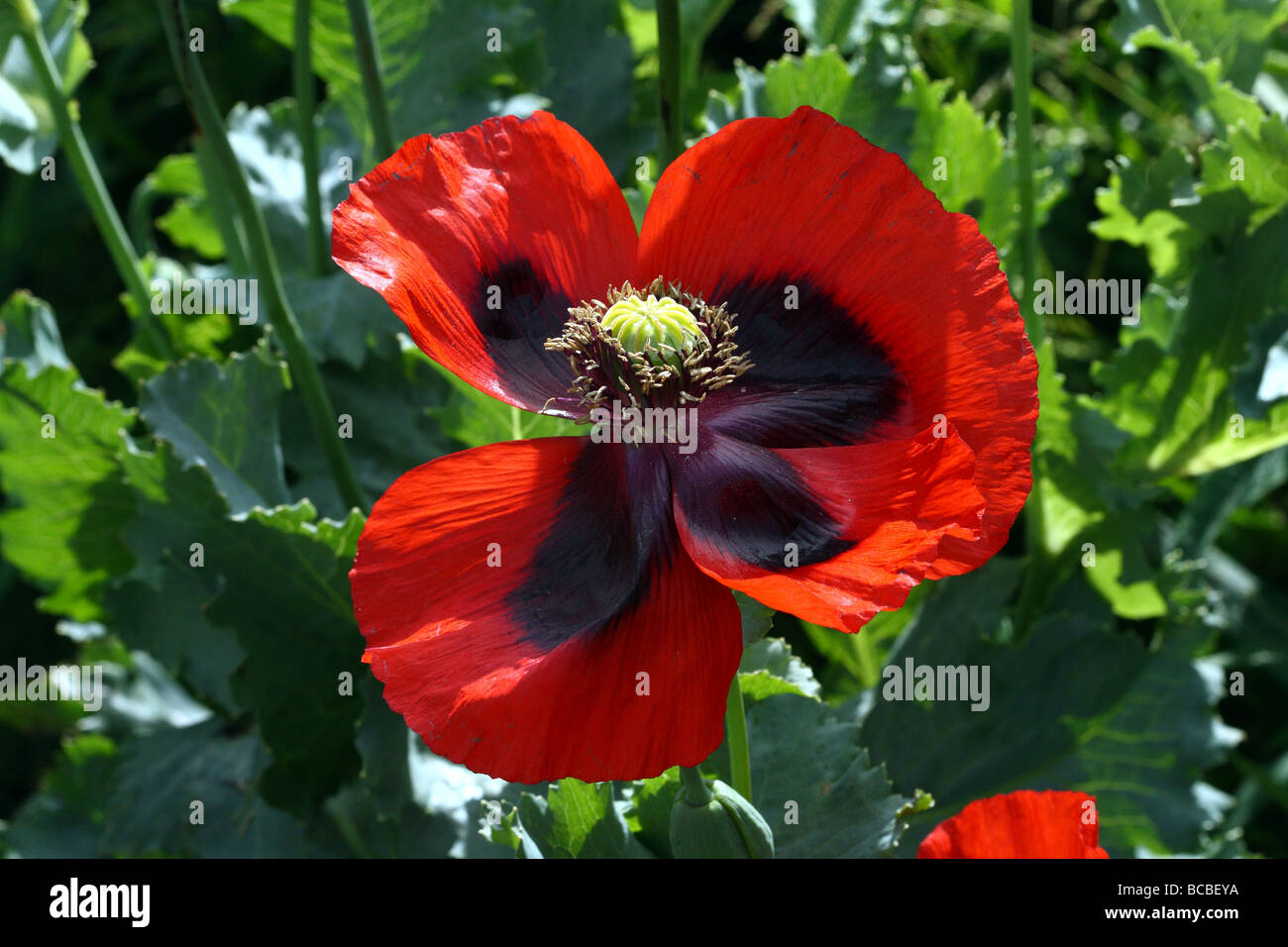 Orientalische Mohn Papaver Orientale Familie Papaveraceae Nahaufnahme Schuss Canon Makro 100mm Stockfoto