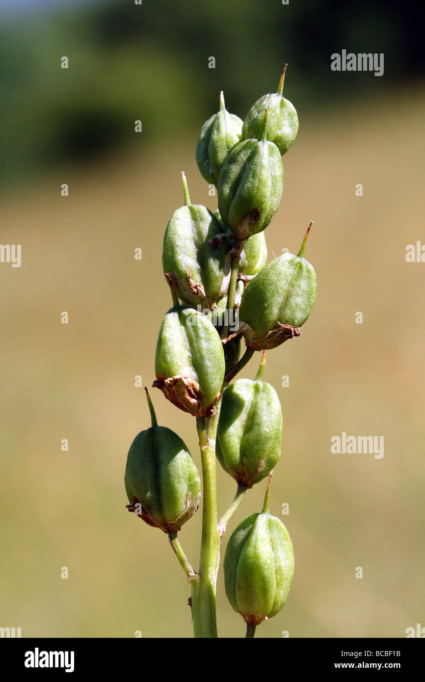 Bluebell Hyacinthus non-Scripus Familie Hyacinthaceae Samenkapseln oder Kapseln Close Up Canon Makro 100 mm Stockfoto