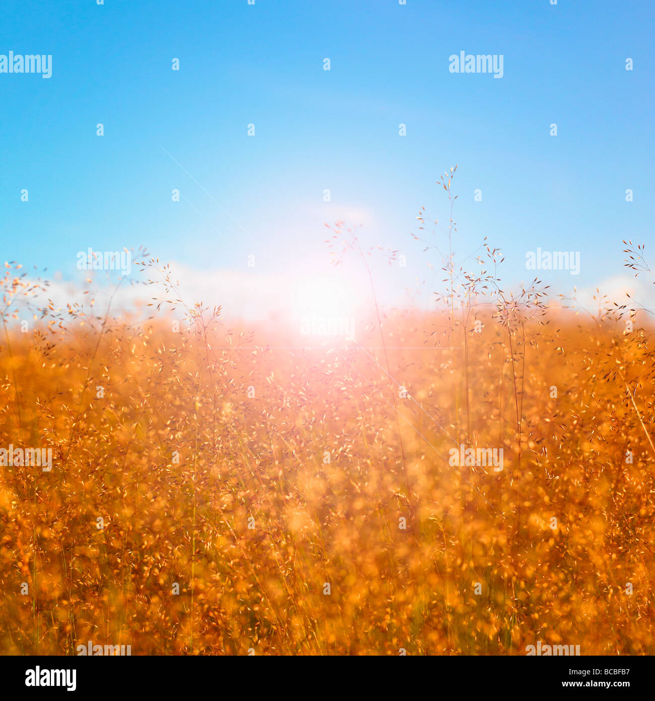 Grassamen Köpfe mit blauem Himmel und Sonne. Stockfoto