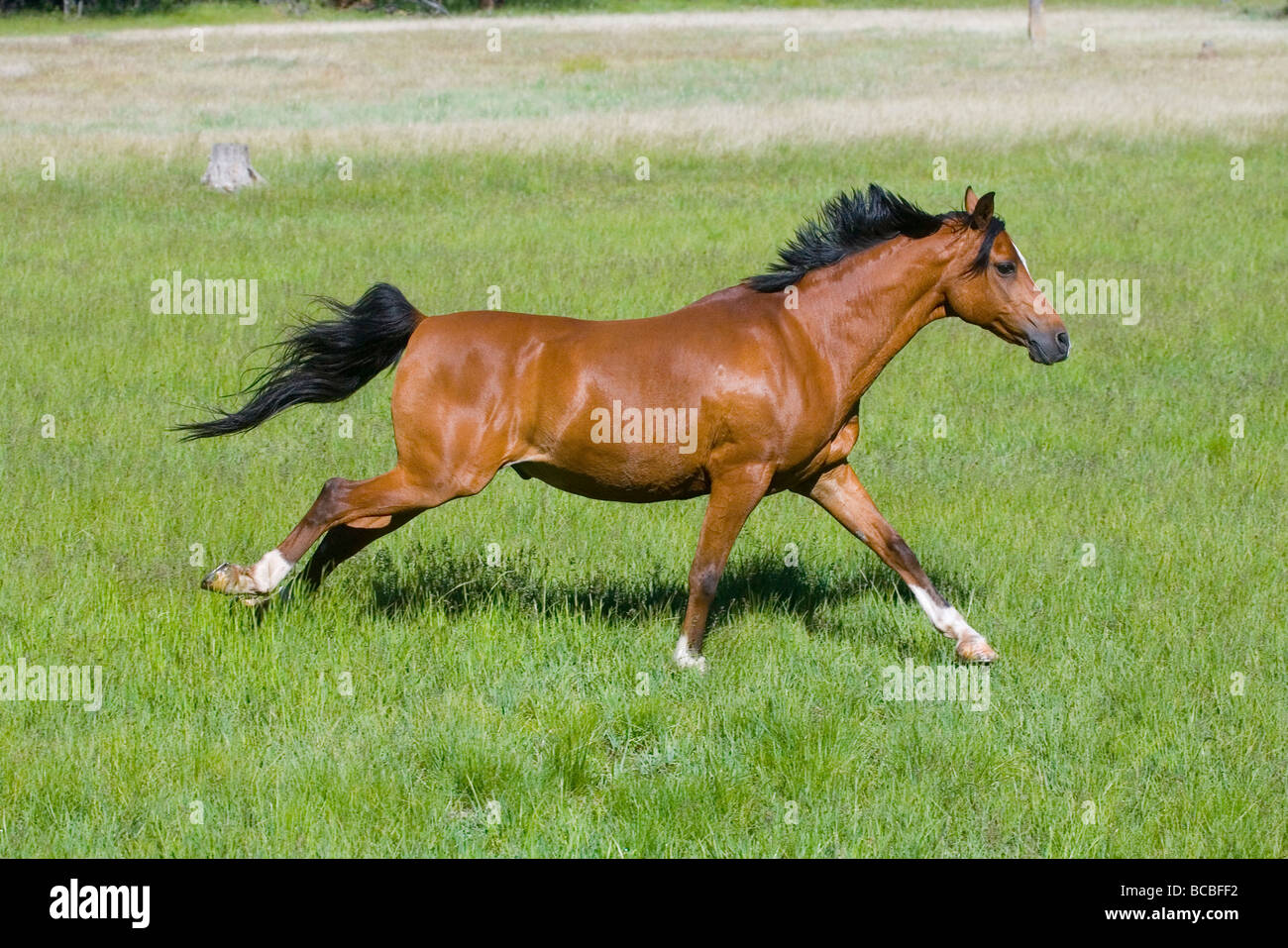 Arabisches Pferd Stockfoto