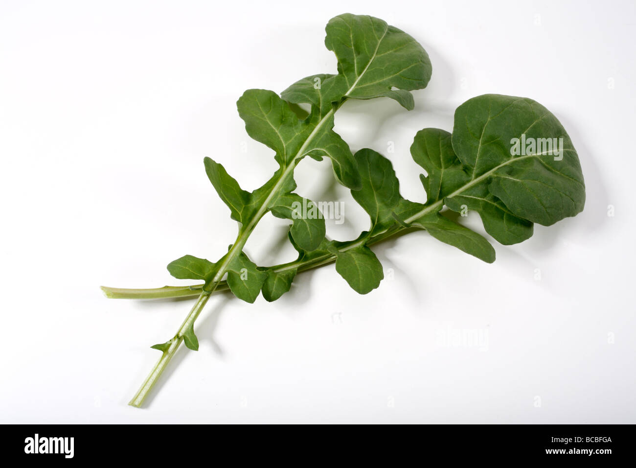 Rucola Blätter Nahaufnahme Stockfoto