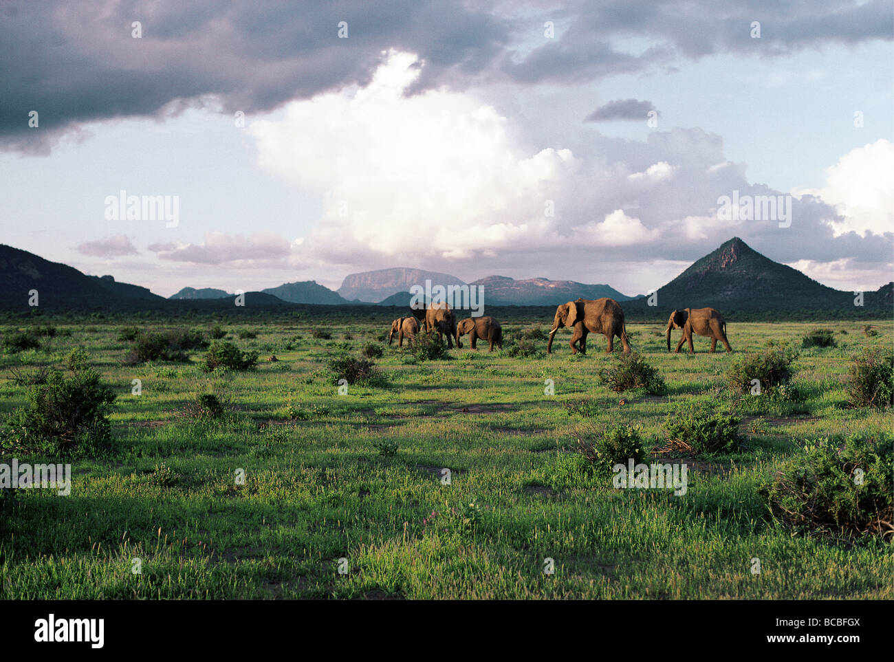 1 der Serie in verschiedenen Jahreszeiten üppig grünen Ebenen Elefant und Mount Ololokwe Samburu National Reserve Kenia in Ostafrika Stockfoto