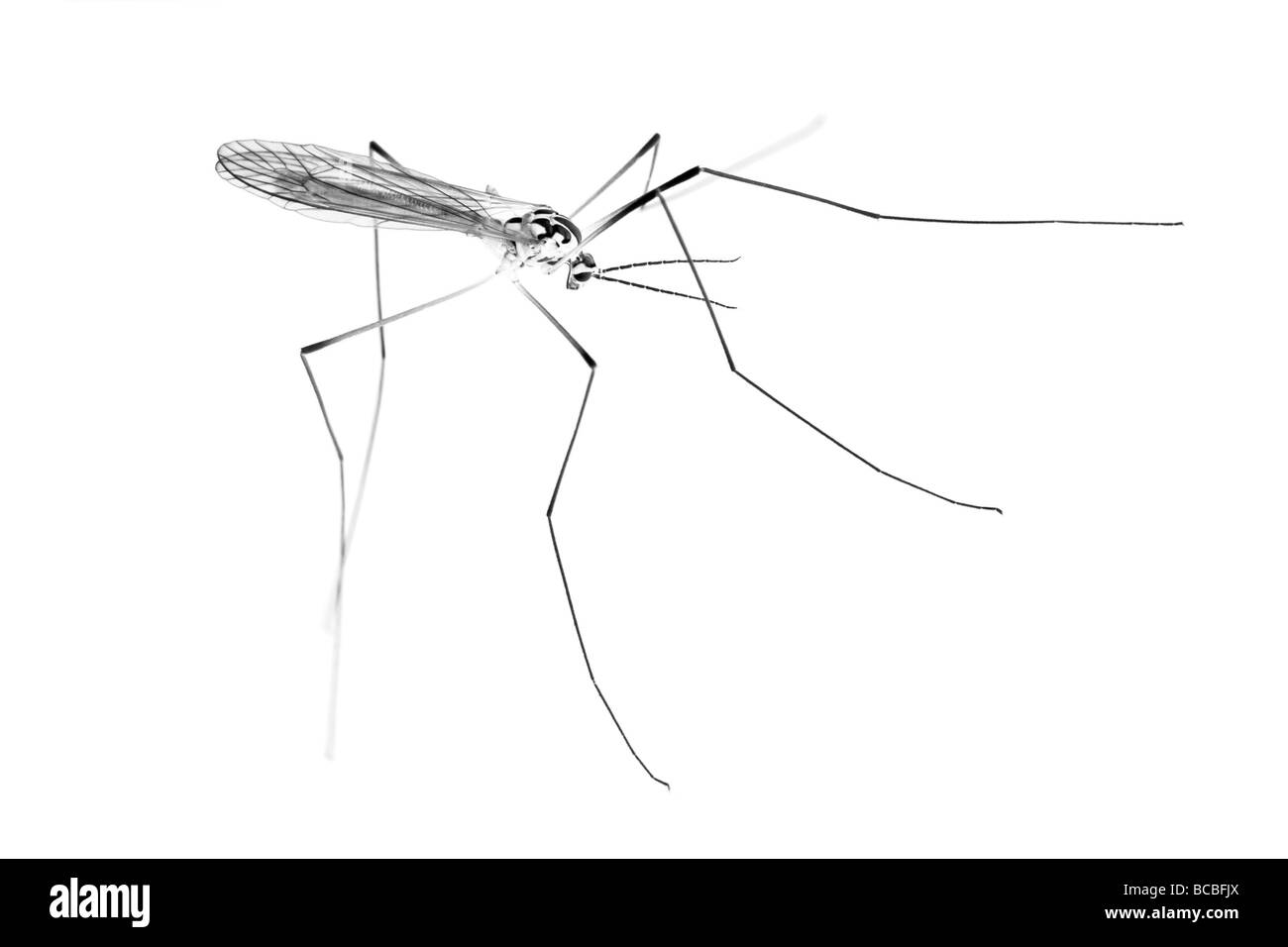 & Schwarz-weiß Bild ein Crane Fly oder Daddy Long Legs Insekt, auf weißem Hintergrund Stockfoto