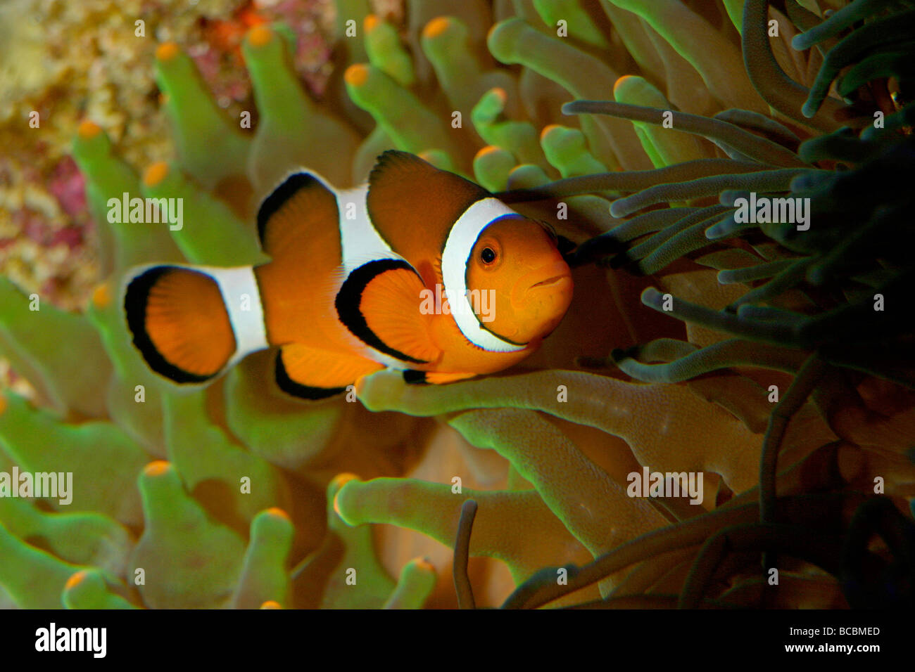 Clown-Fisch Stockfoto
