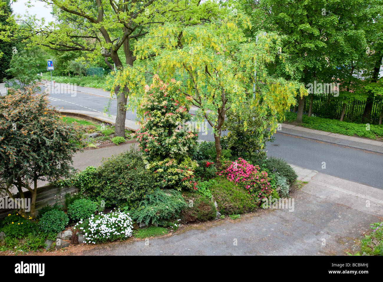 Schleifenblume, Goldregen, Azaleen und Pieris Formosa Forrestii 'Forest Flame' blühen im Garten Stockfoto