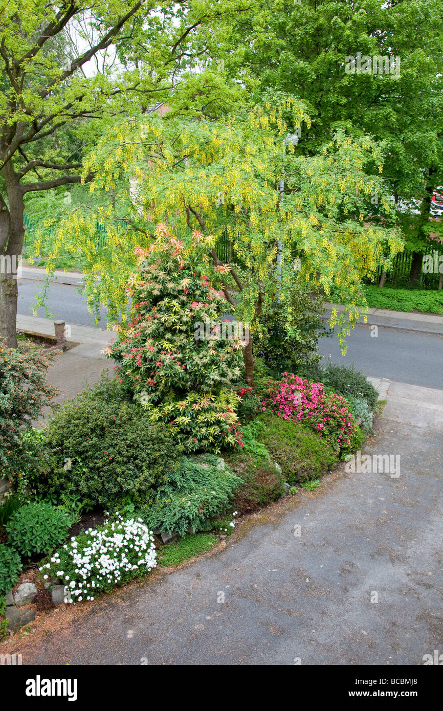 Schleifenblume, Goldregen, Azaleen und Pieris Formosa Forrestii 'Forest Flame' blühen im Garten Stockfoto