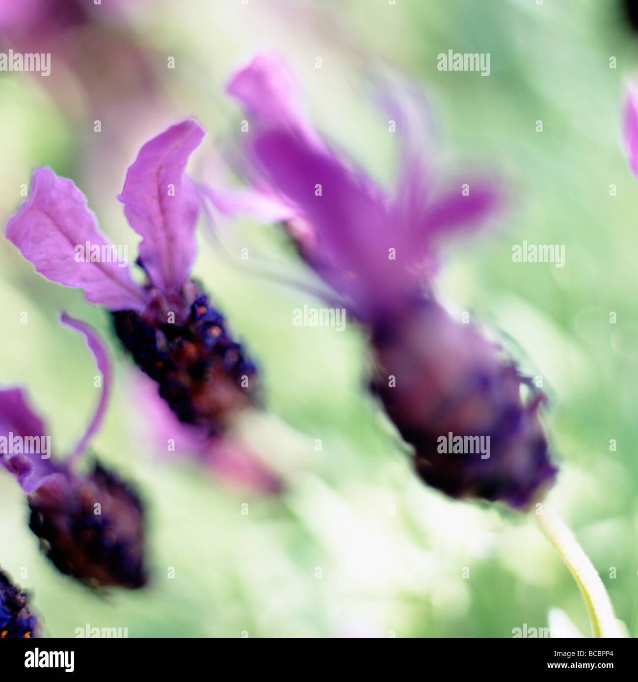 wunderschöne Kunst Bild der französischen Lavendel Fine Art Fotografie Jane Ann Butler Fotografie JABP496 Stockfoto