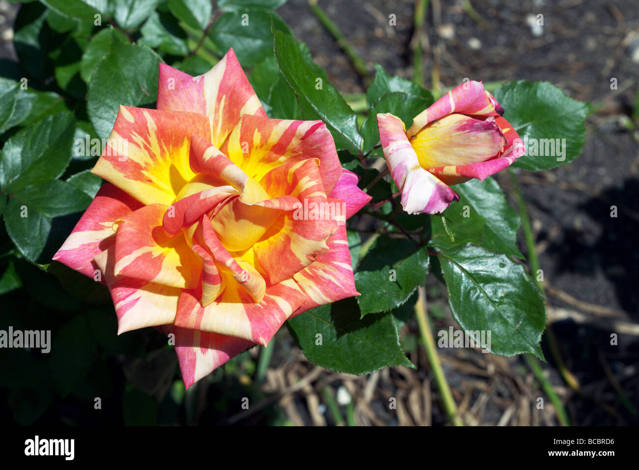 Hybride Terose "Harry Wheatcroft" Stockfoto