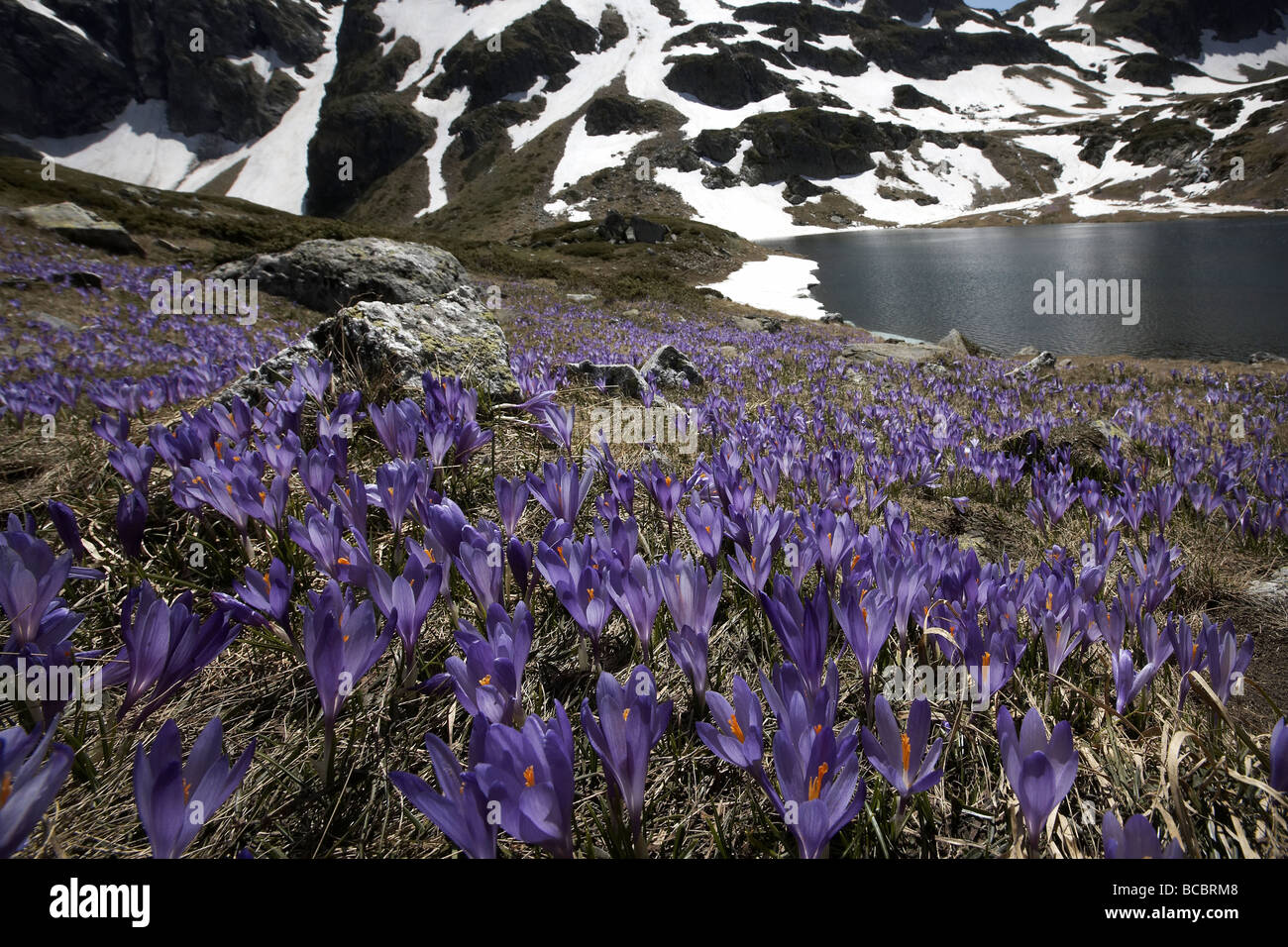 Krokusblüten Teppich der Schneegrenze Rila Gebirge Bulgarien Europa Stockfoto