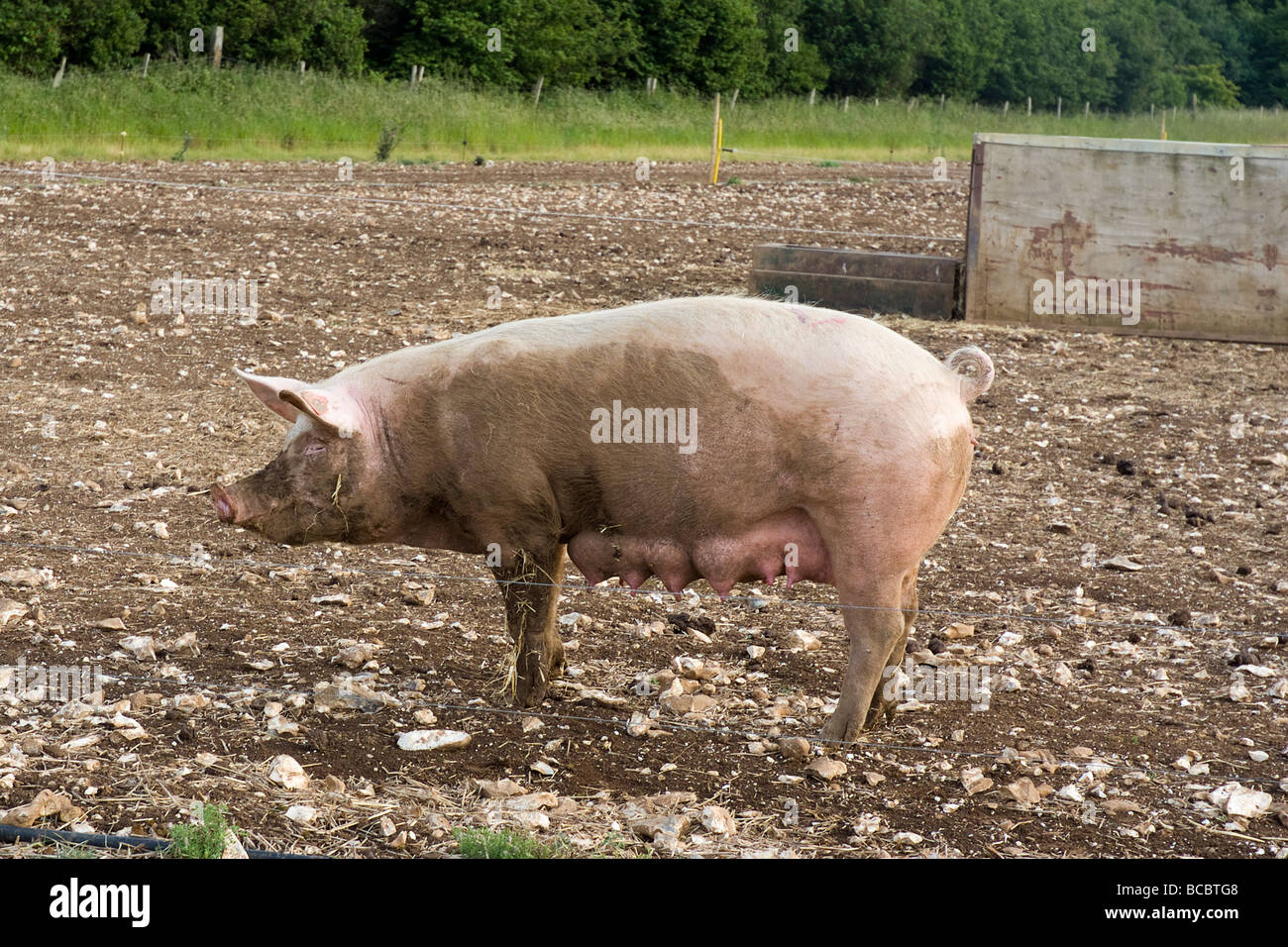 Mutterschwein Stockfoto