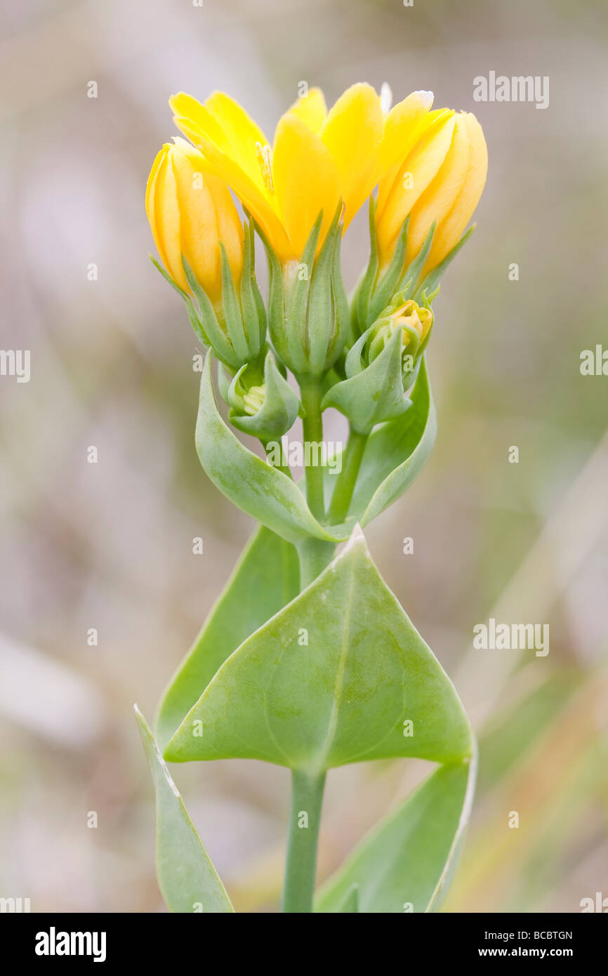 Blume gelb-Scharte (Blackstonia mitriformis), Dorset, Großbritannien Stockfoto