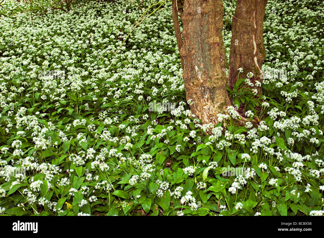 WILDER Knoblauch oder BÄRLAUCH (Allium Ursinum) Stockfoto