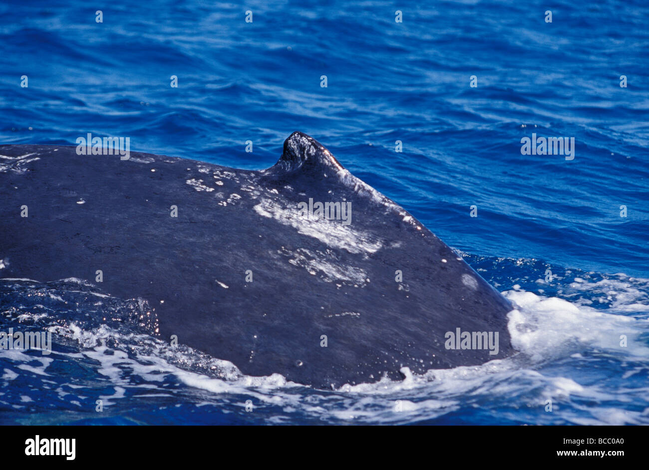 Die Rückenflosse von einer gefährdeten südlichen Buckelwal tief tauchen. Stockfoto