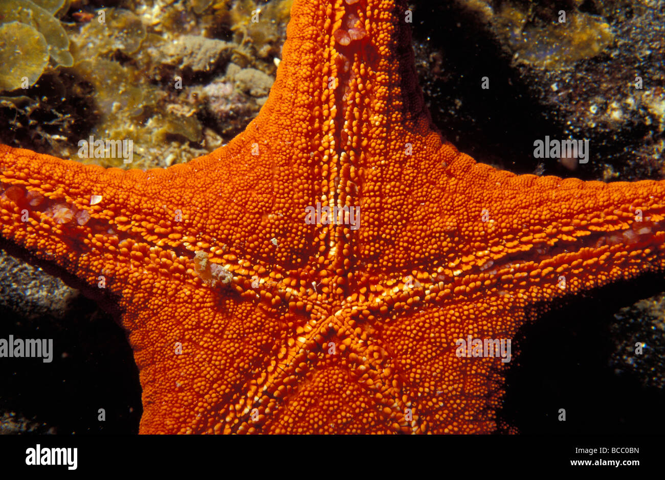 Die Unterseite Textur Detail ein Seestern, Asterodiscides Truncatus. Stockfoto
