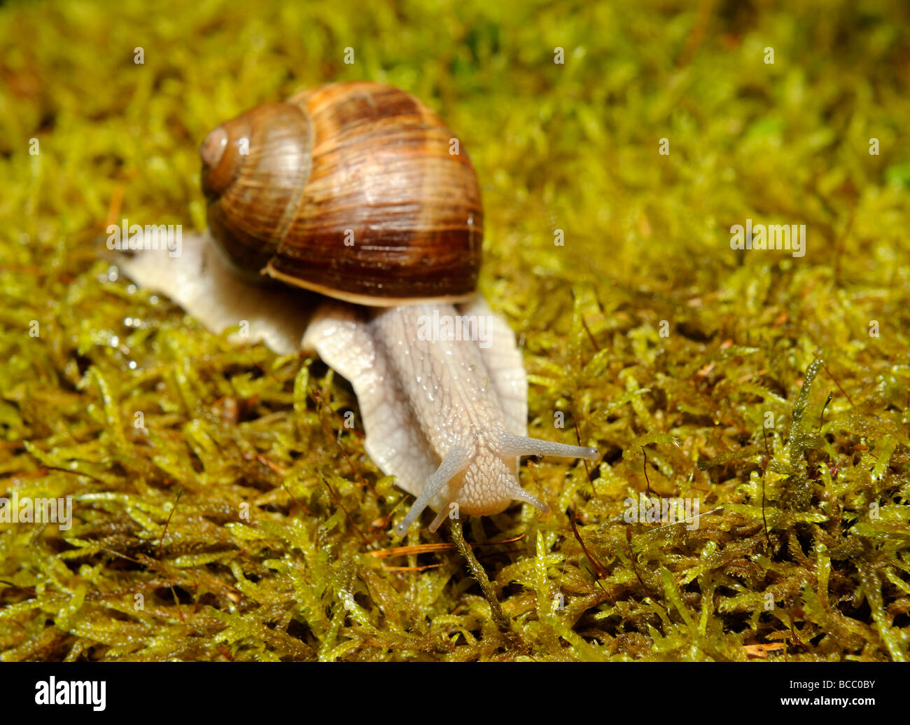 Schnecke Schnecken auf Moos Stockfoto