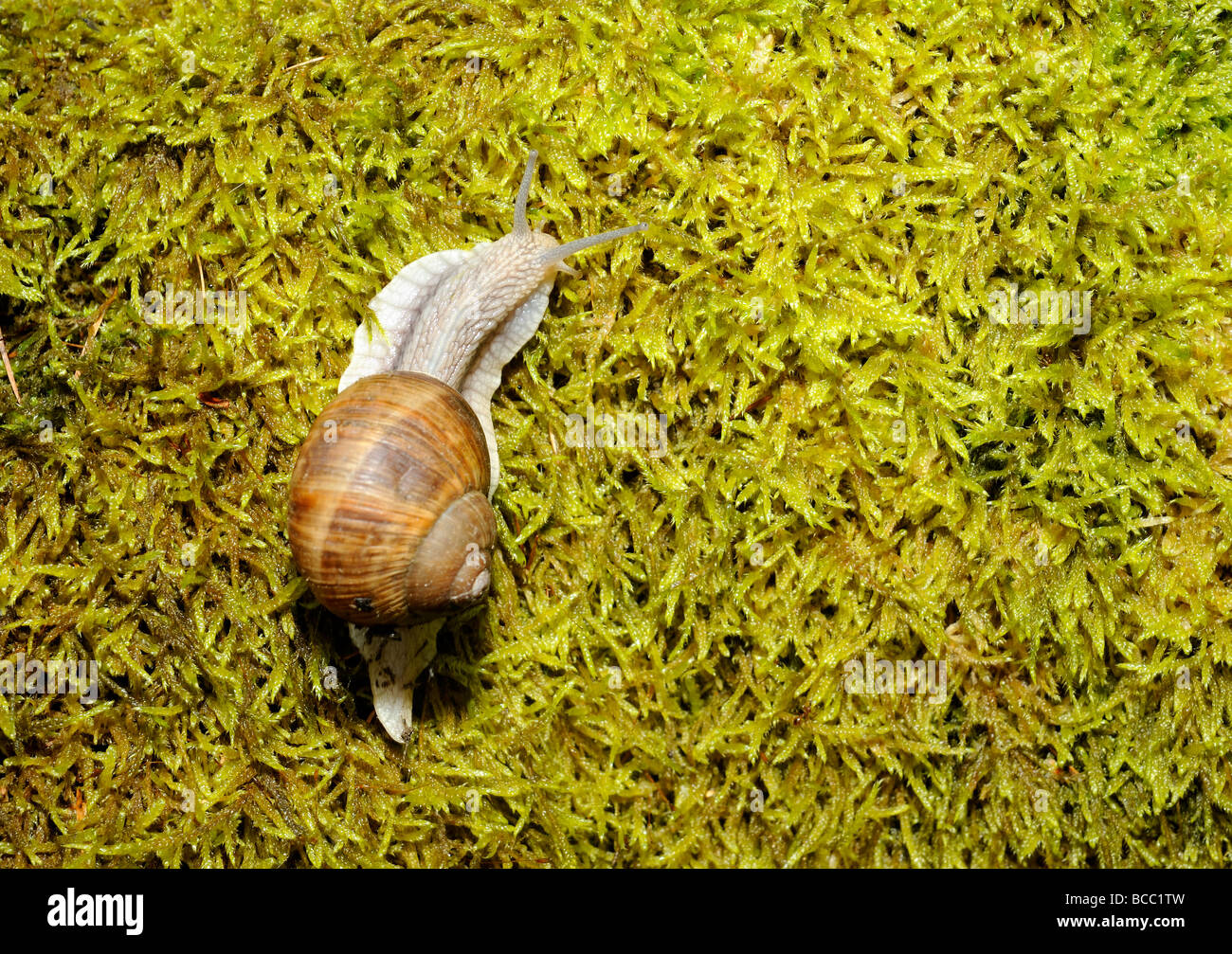 Schnecke Schnecken auf Moos Stockfoto