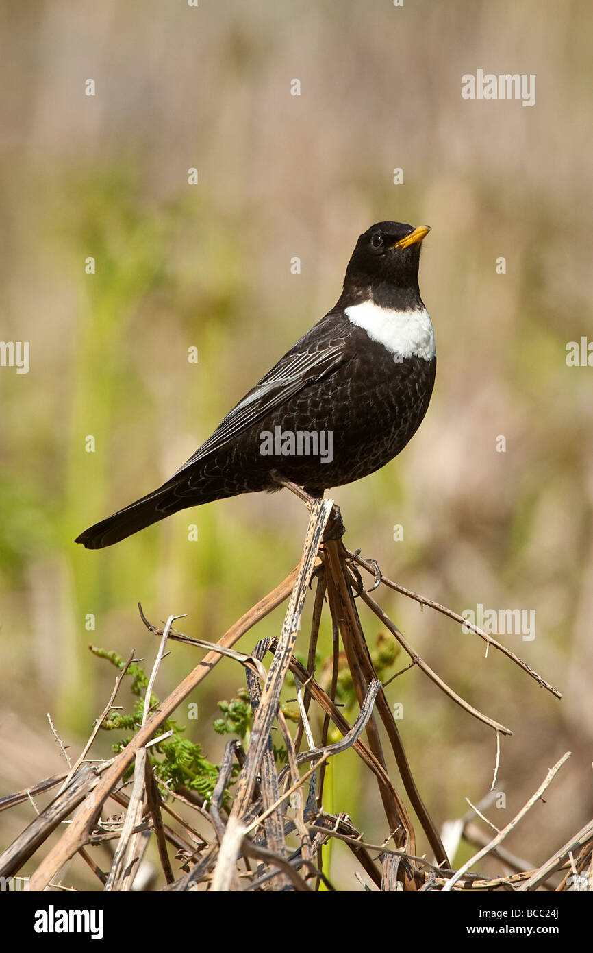 MÄNNLICHE RING OUZEL (Turdus Torquata) Stockfoto