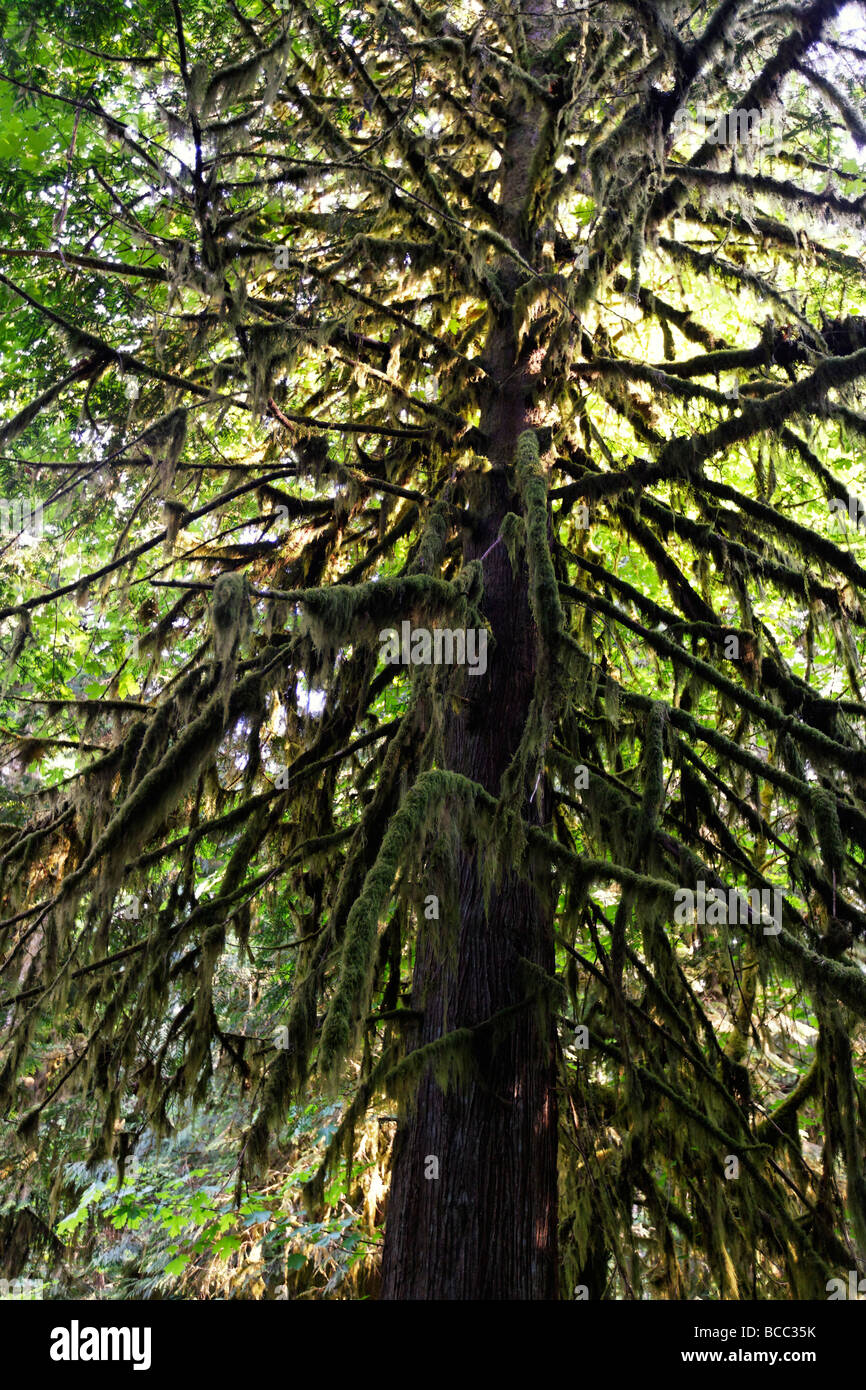 Bäume mit Moos in alten Groth Wald im Cathedral Grove McMillan Provincial Park auf Vancouver Island Kanada Nordamerika Stockfoto