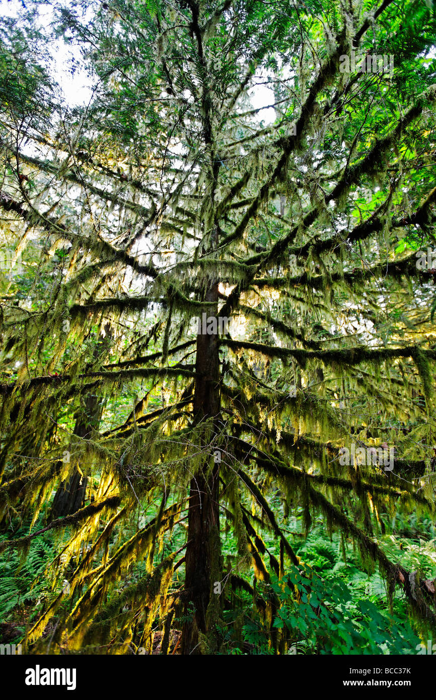 Bäume mit Moos in alten Groth Wald im Cathedral Grove McMillan Provincial Park auf Vancouver Island Kanada Nordamerika Stockfoto