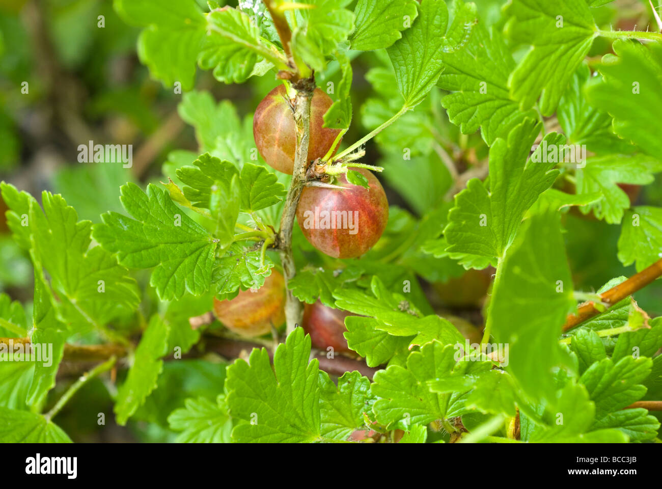 Stachelbeeren Hinnomaki rot Ribes Uva Crispa wächst auf einem Strauch South Yorkshire England Stockfoto