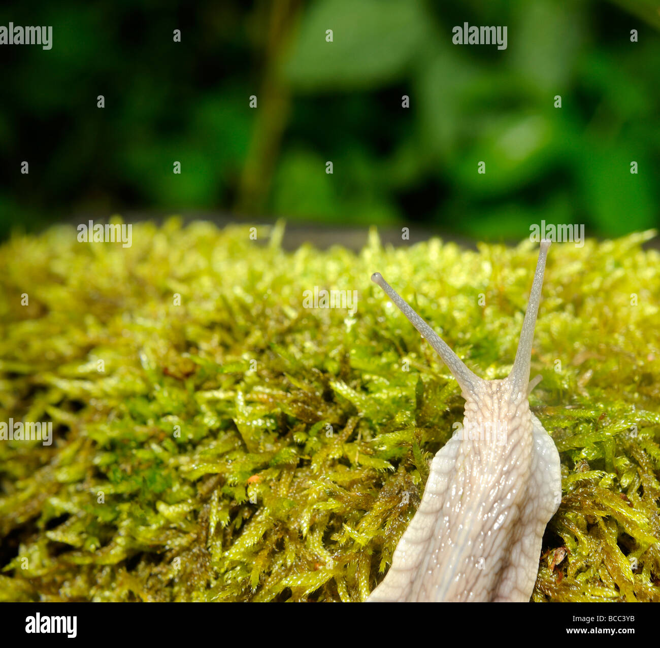 Schnecke Schnecken auf Moos Stockfoto