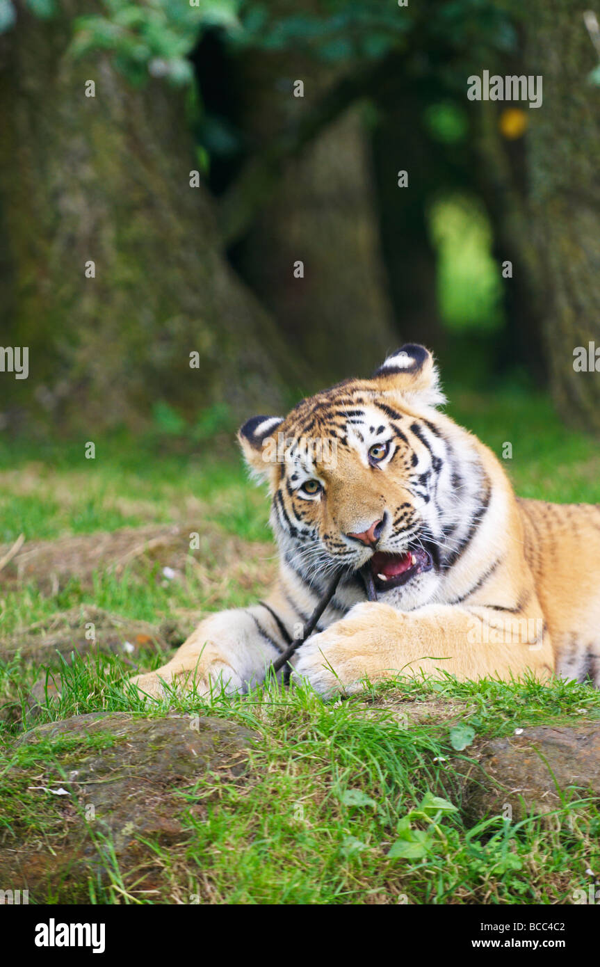 Tiger Zoo-Panthera tigris Stockfoto