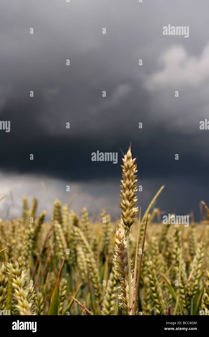 Weizenfeld gegen einen stürmischen Himmel in der englischen Landschaft Stockfoto