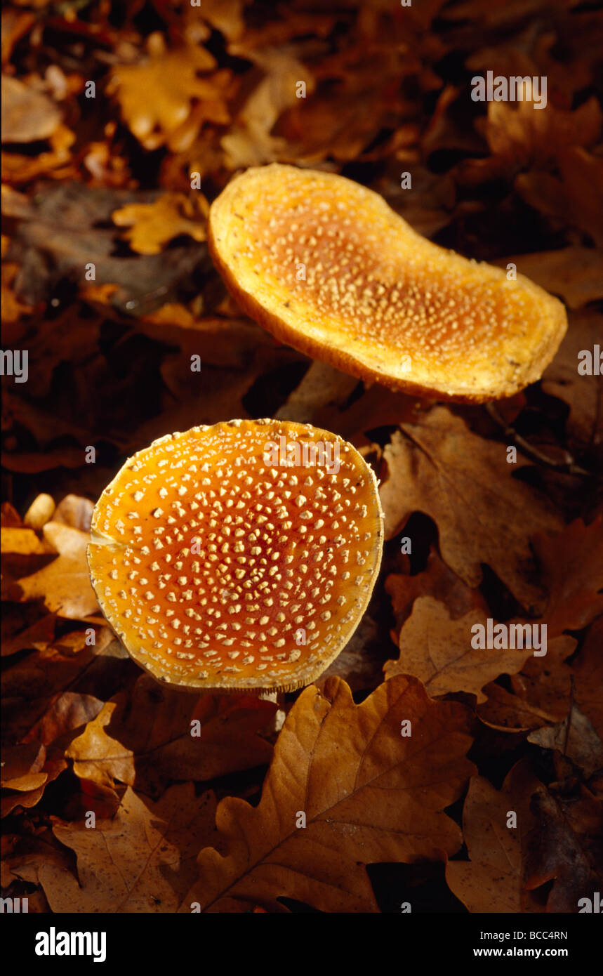 Gemusterte orange braune Pilze wachsen in der Sonne im Herbst Laub. Stockfoto