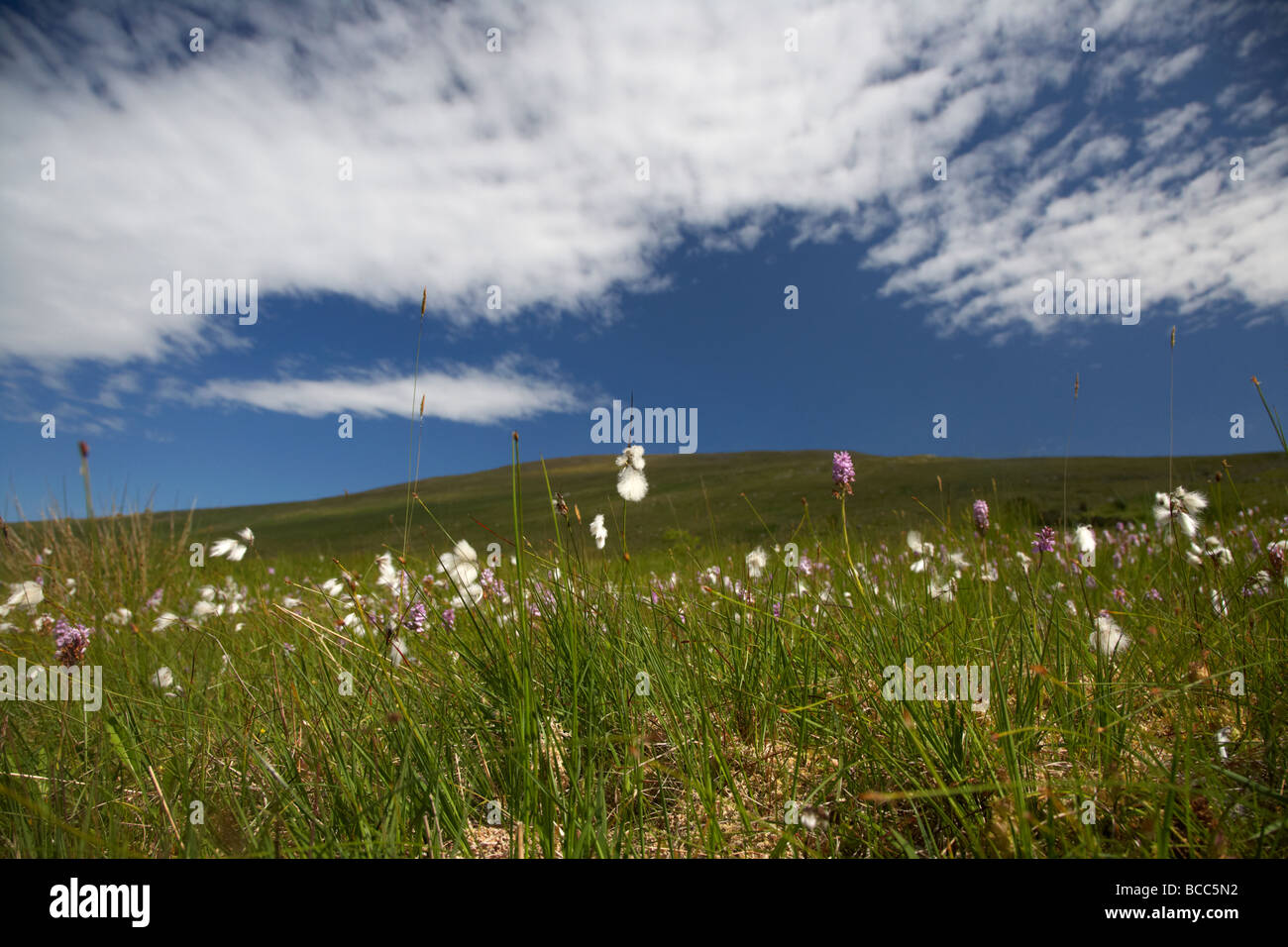 Moor Baumwolle Wollgras Wollgras wächst mit Wildblumen auf einem Berg Decke Torfmoor im Norden sperrins Stockfoto
