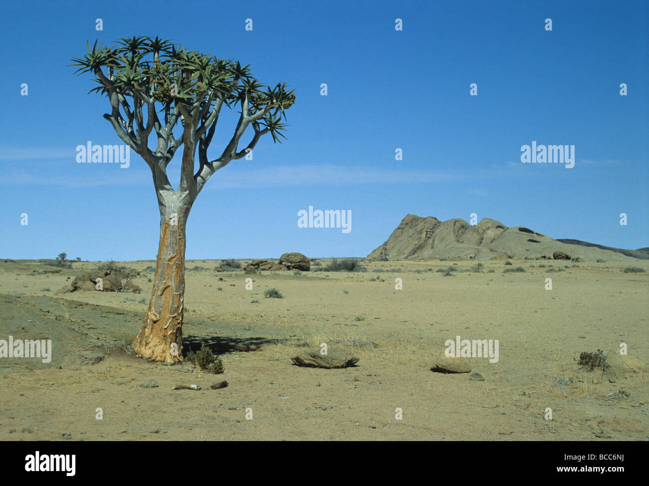 Wüste von Namibia Stockfoto