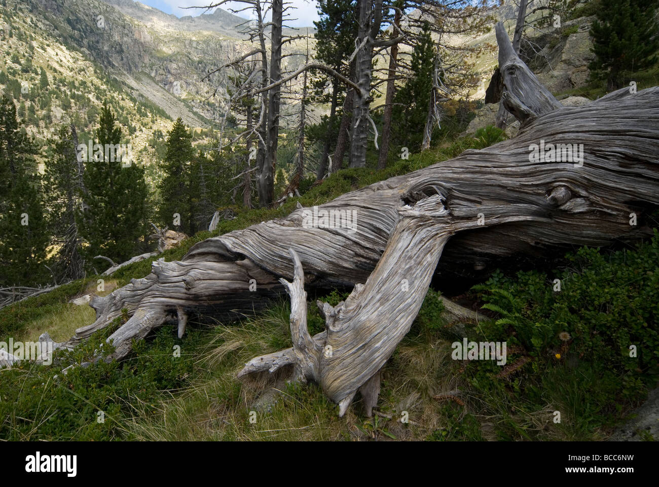 Aigüestortes-Nationalpark, Lleida, Spanien. Stockfoto