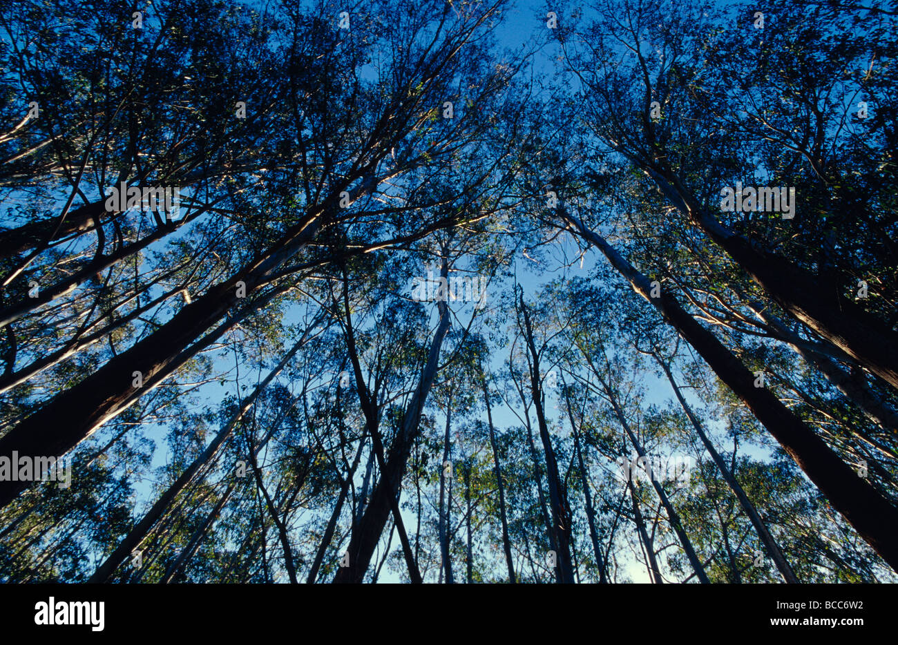 Sonnenlicht fällt durch die Baumkronen Eberesche Eukalyptus. Stockfoto