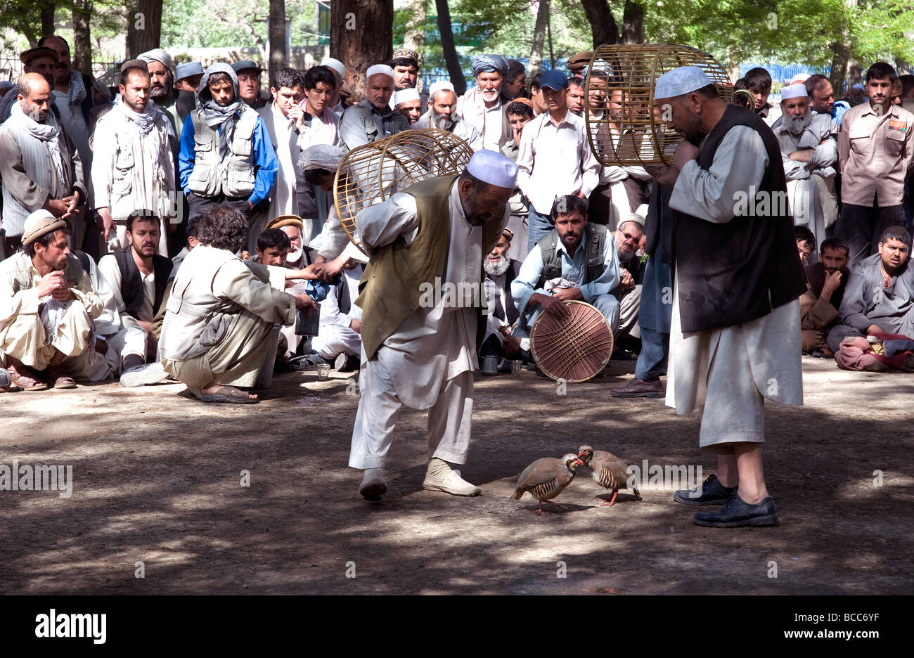 Kämpfende Rebhühner zeichnen eine Menschenmenge um Kabul Stadtpark an einem Freitag Morgen; Besitzer zu stoppen die kostspielige Vögel aus einander zu beschädigen Stockfoto