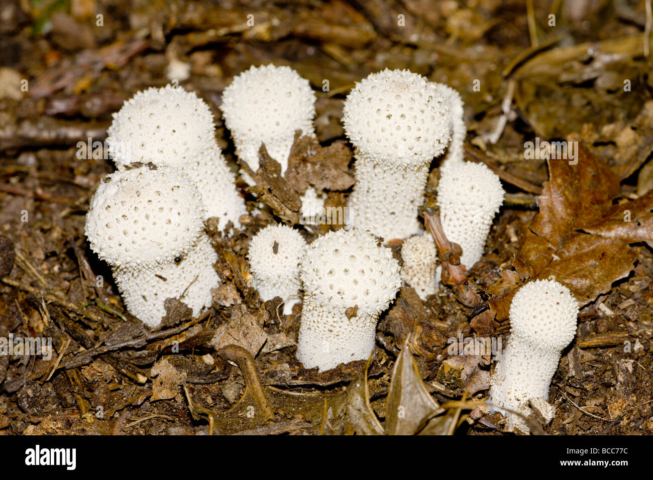 Gemeinsamen Puffball Stockfoto
