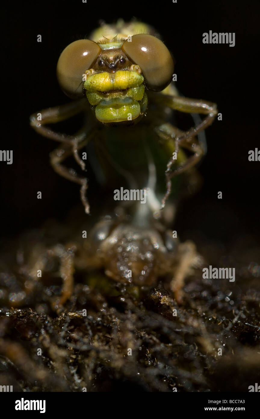 Metamorphose der großen Pincertail Libelle (Onychogomphus Uncatus) Stockfoto