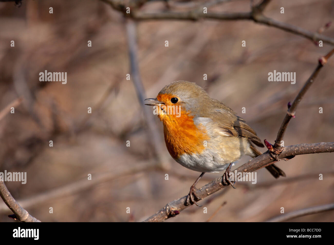 Robin singen mit Schnabel offen Stockfoto